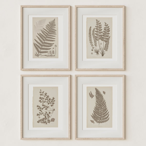 Antique Ferns Set of 4 In French Gray and Green