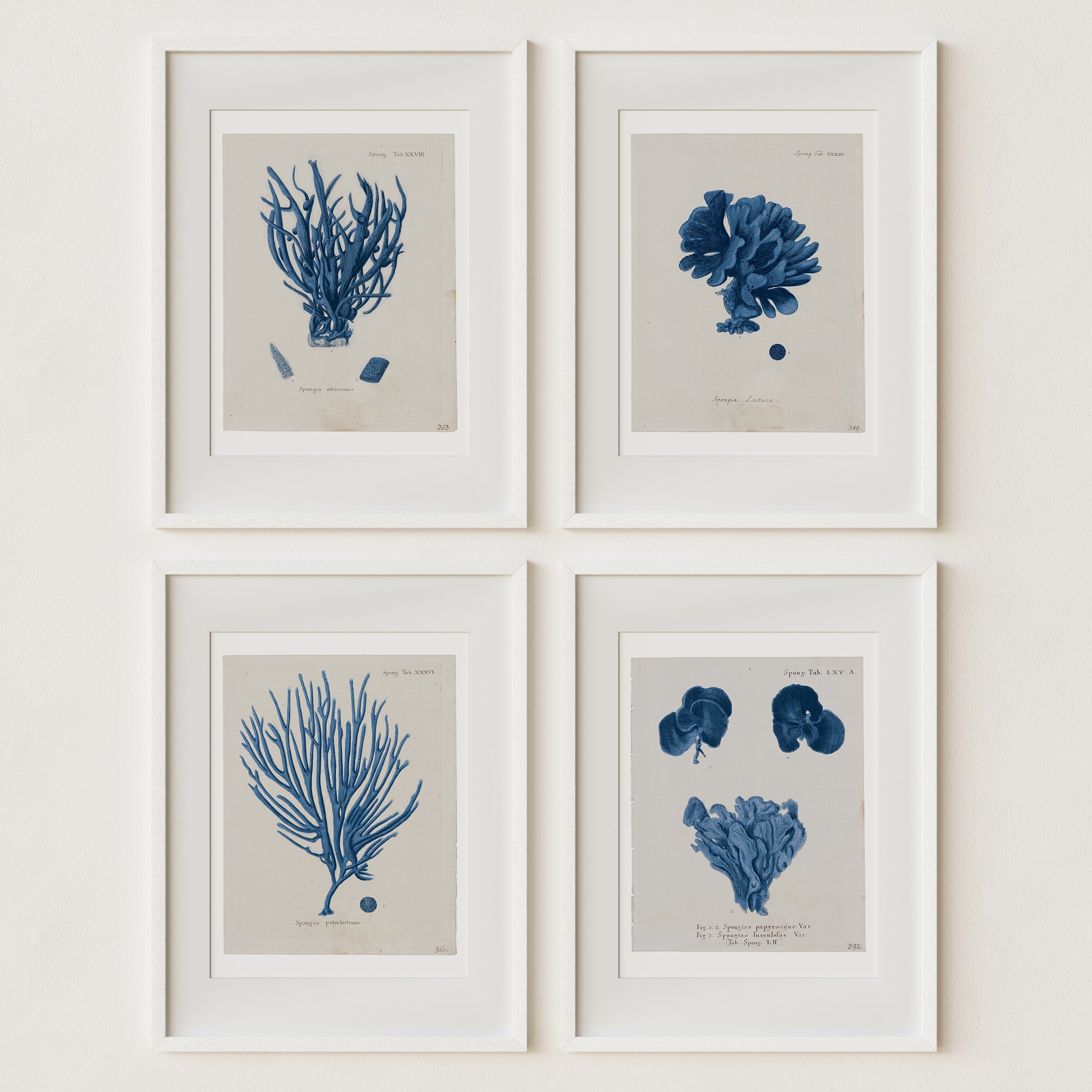 Vintage Coral Wall Art Studies Set of 4 In Antique or Indigo - Paz Lifestyle