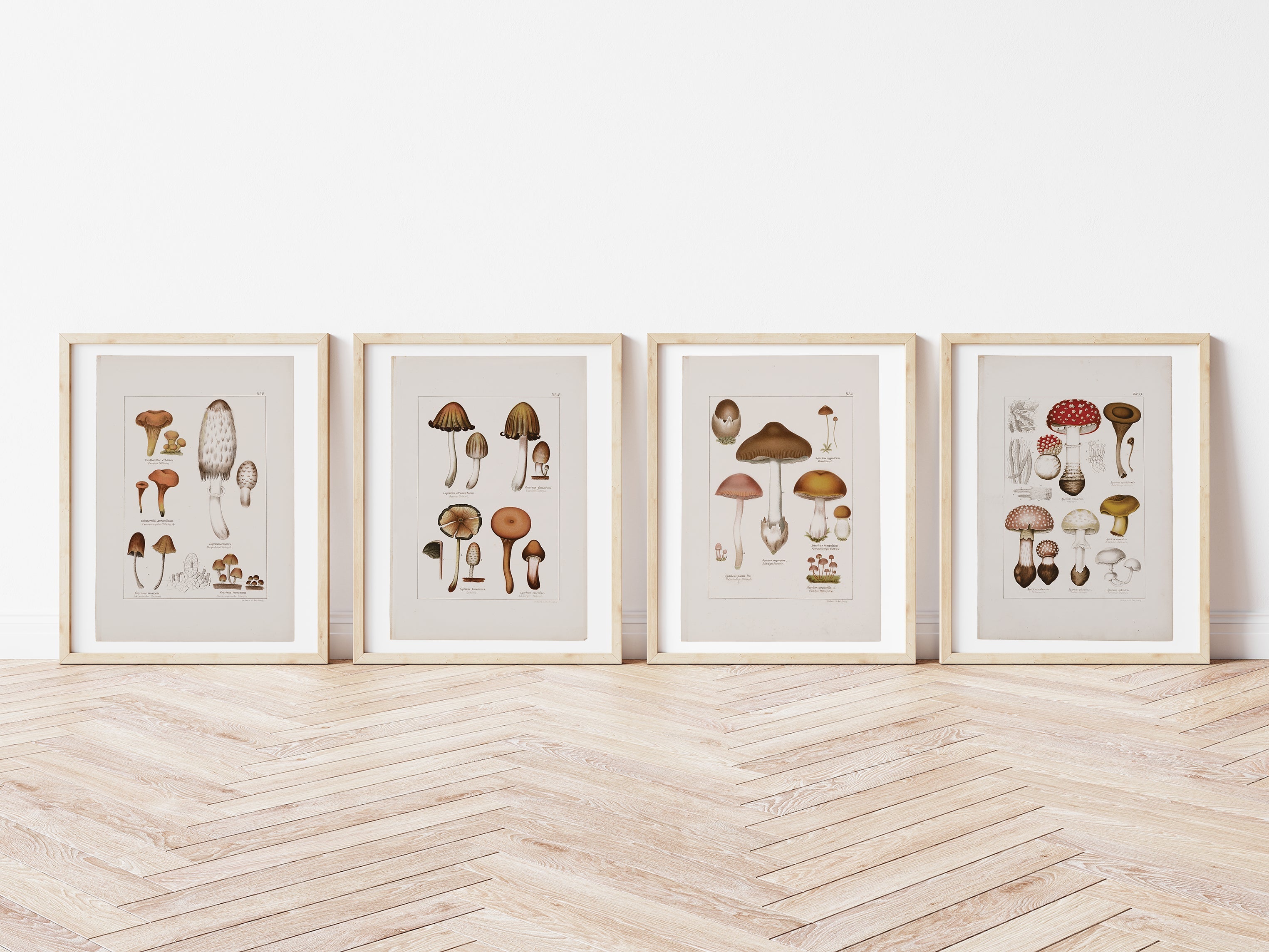 Antique Mushroom Wall Art Prints Set of 4 - Paz Lifestyle