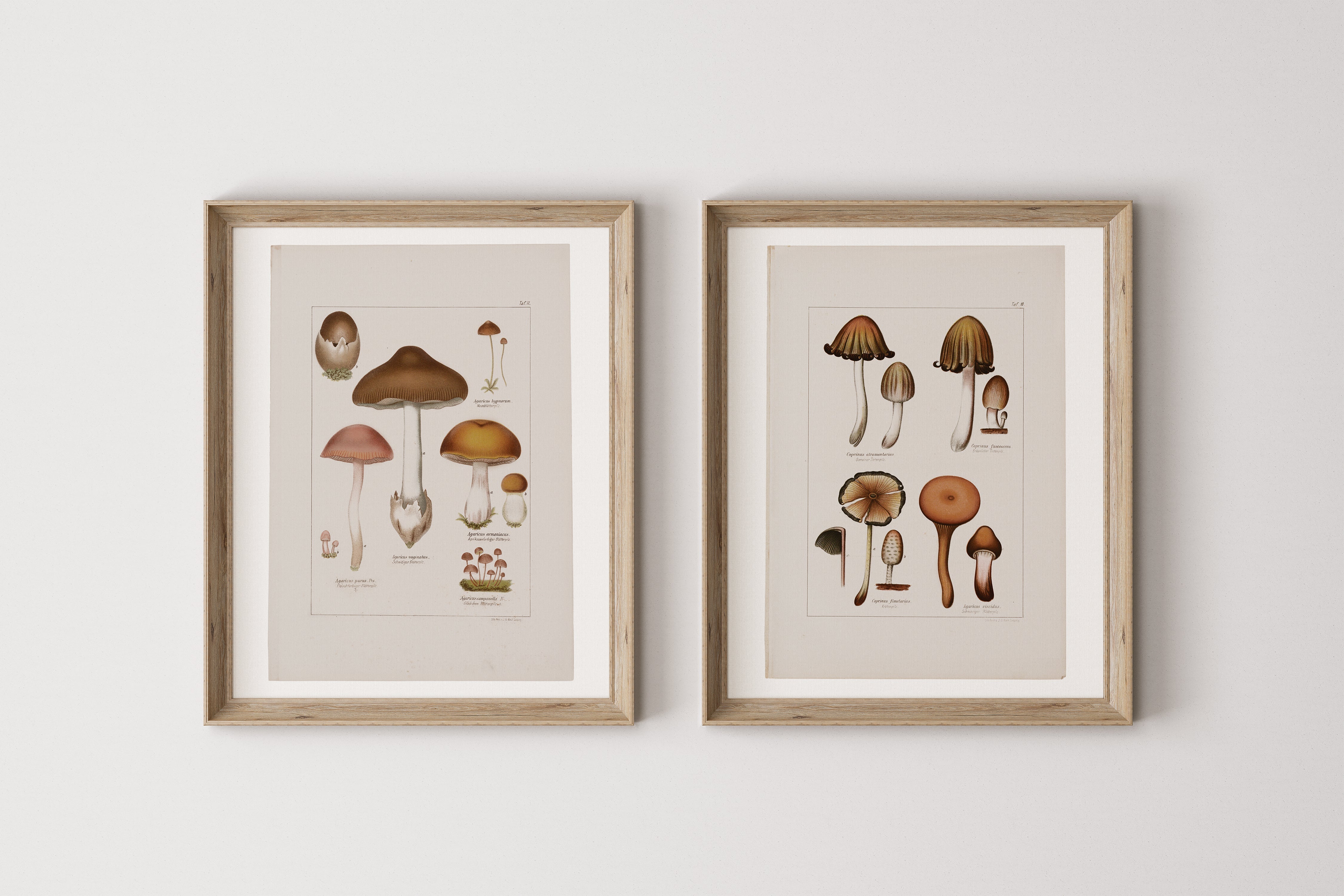 Antique Mushroom Wall Art Prints Set of 4 - Paz Lifestyle