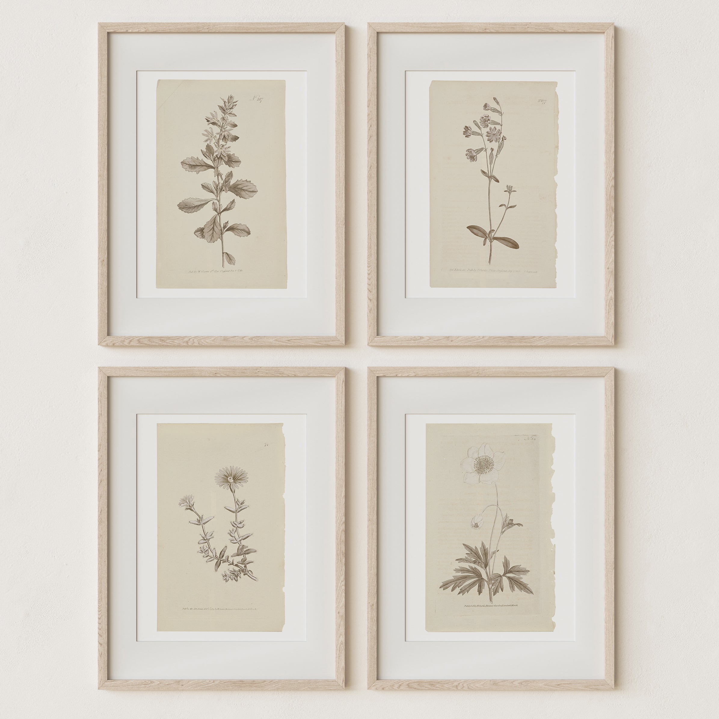 Vintage Wall Art Botanical Prints - Set of 4 Unframed - Paz Lifestyle 
