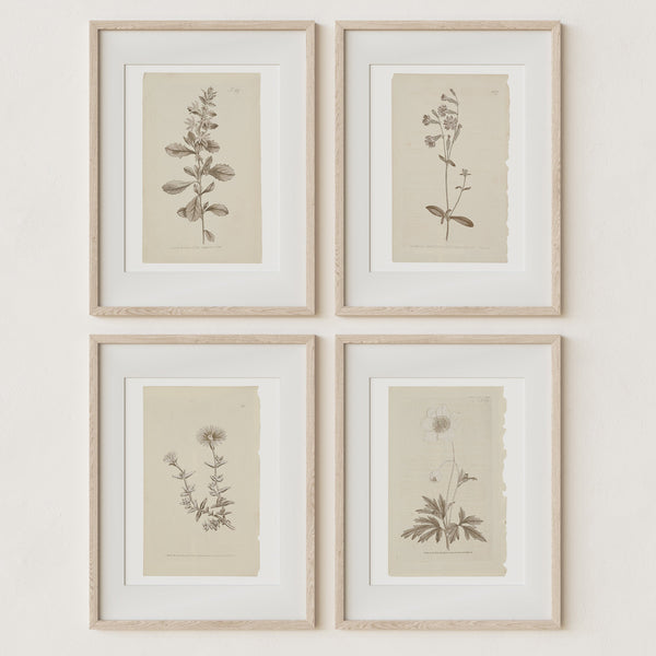 Vintage Wall Art Botanical Prints - Set of 4 Unframed