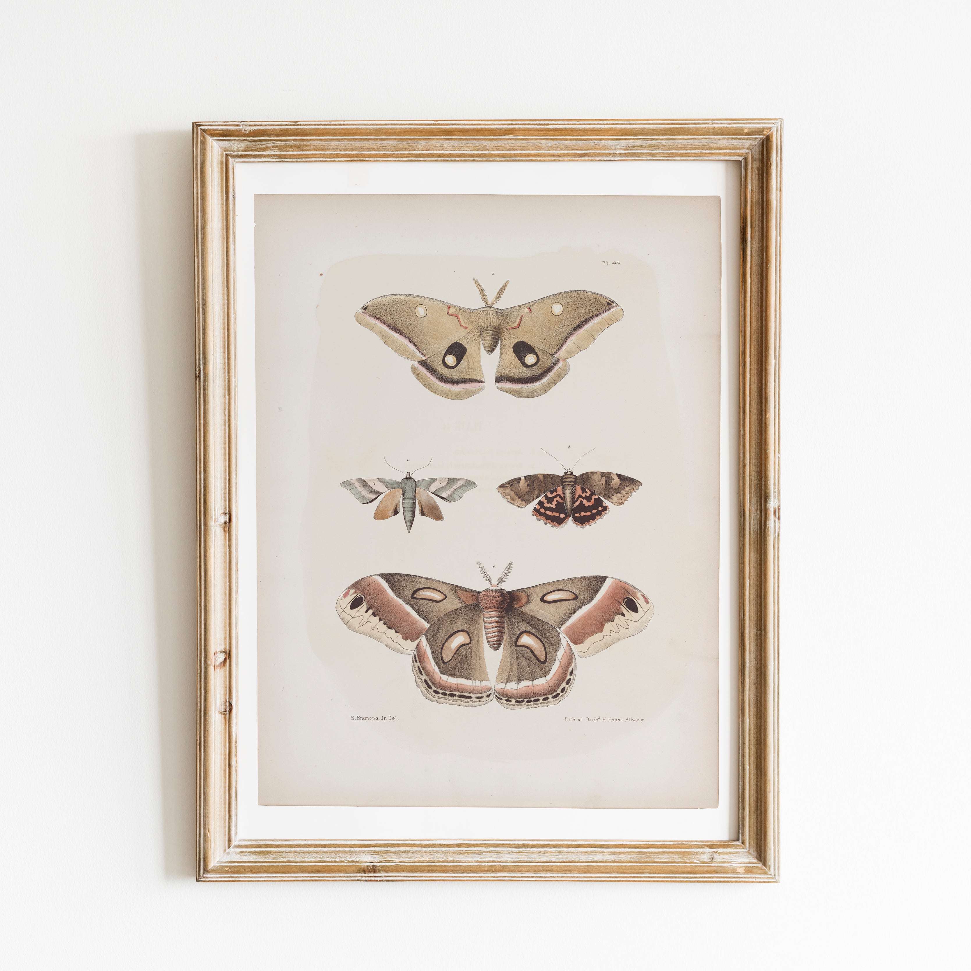 Antique Moth Illustration - Paz Lifestyle 