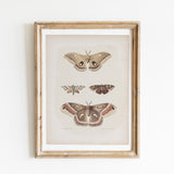 Antique Moth Illustration - Paz Lifestyle 