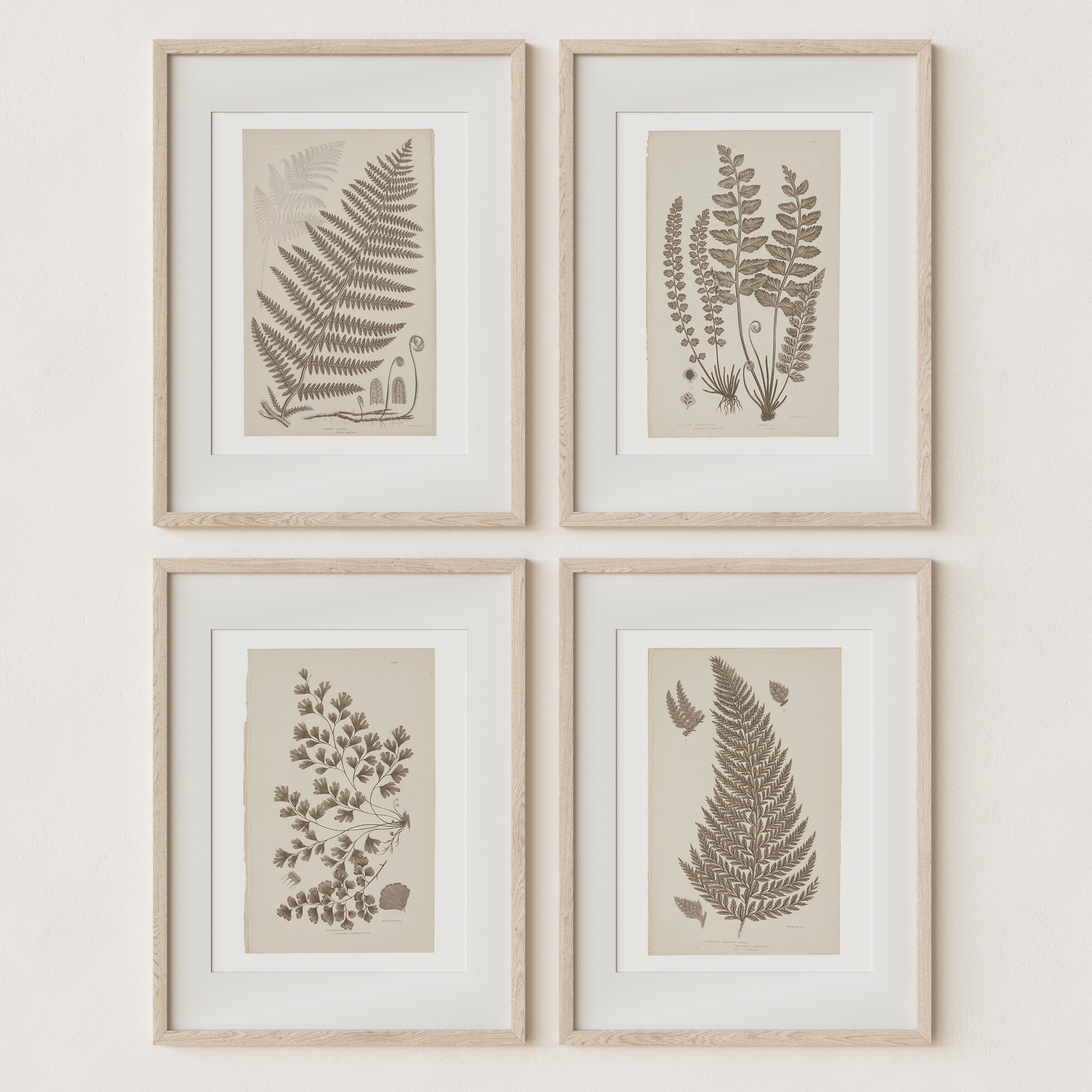 Antique Ferns Set of 4 In French Gray and Green - Paz Lifestyle 