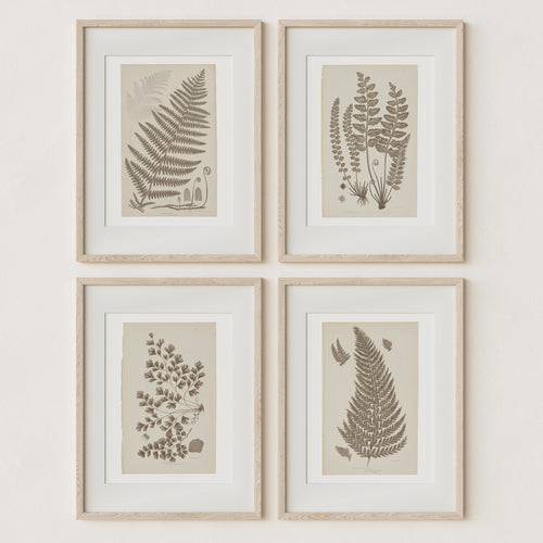 Antique Ferns Set of 4 In French Gray and Green - Paz Lifestyle 
