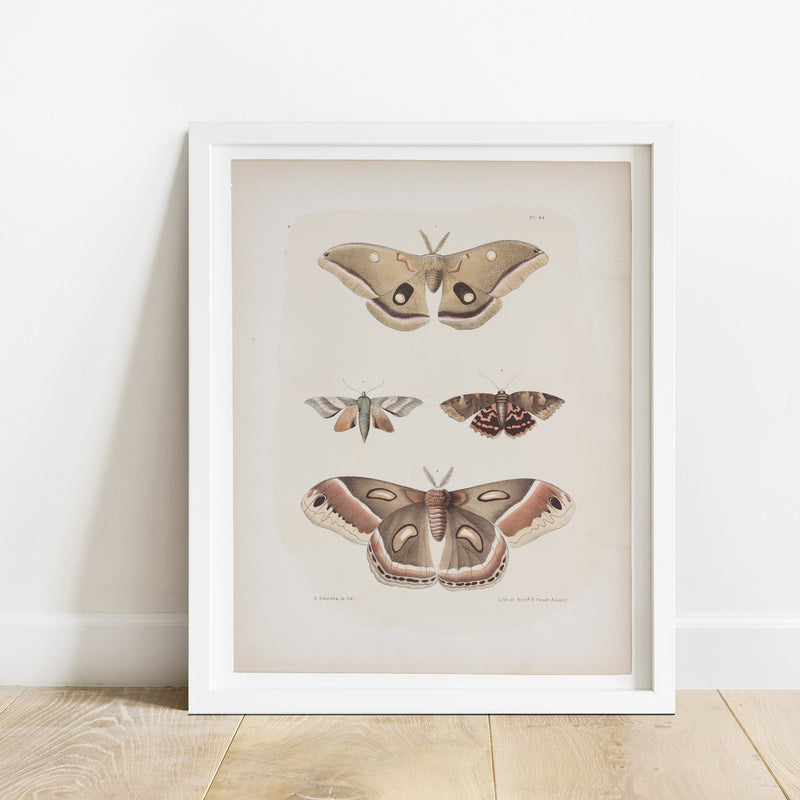 Antique Moth Illustration - Paz Lifestyle 