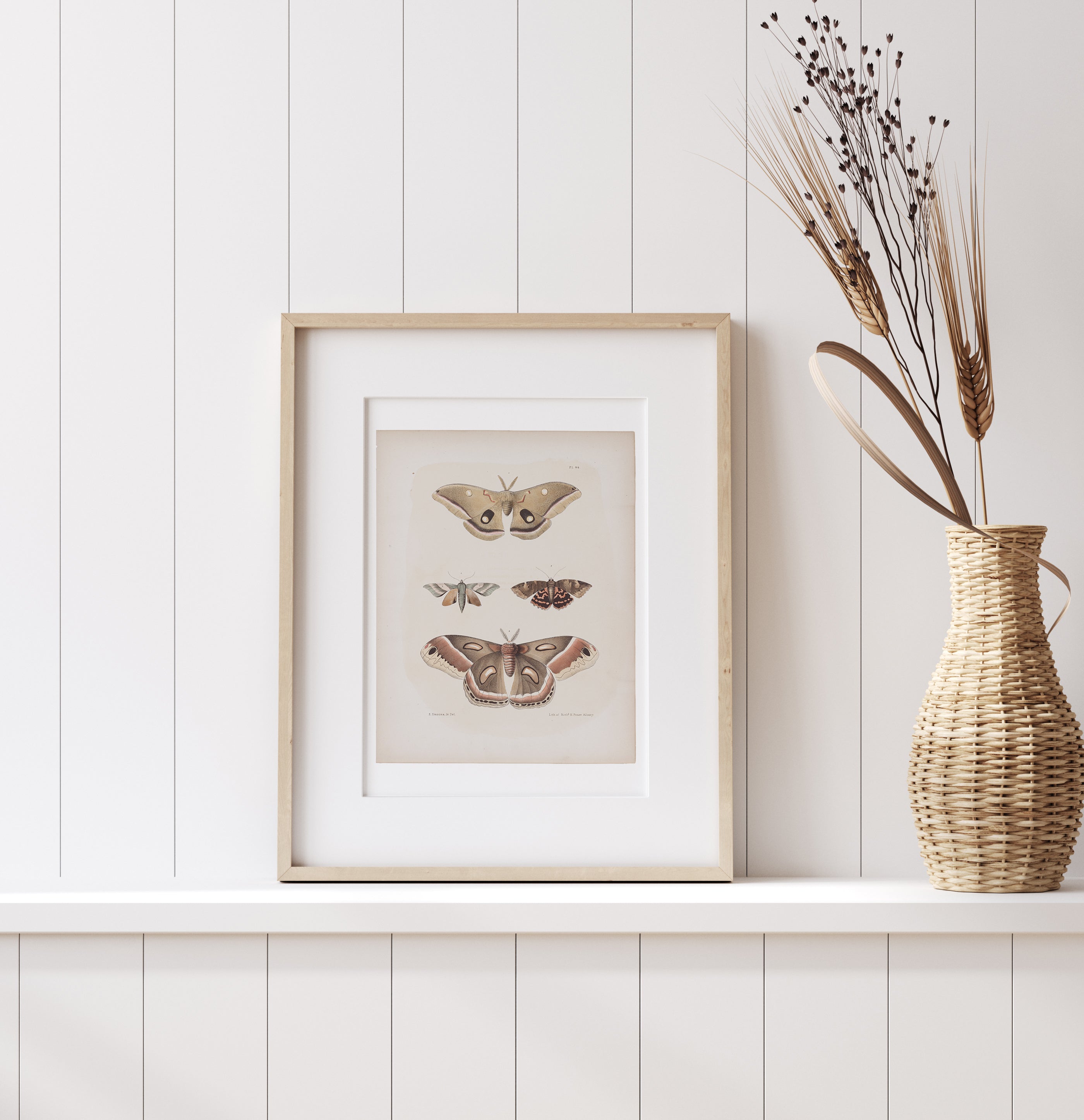 Antique Moth Illustration - Paz Lifestyle 
