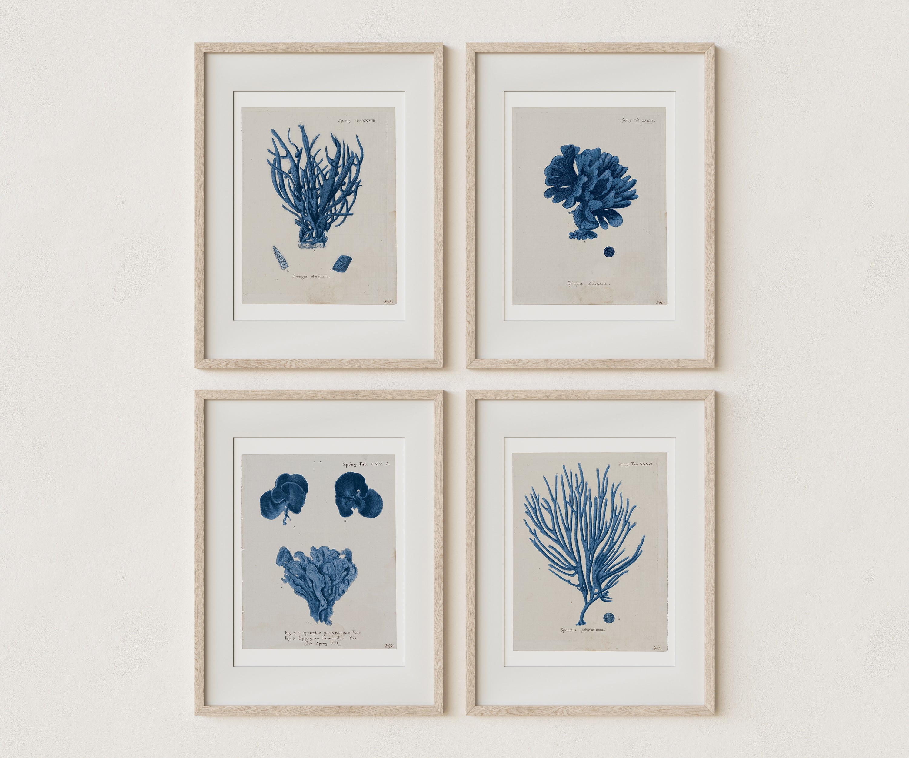 Vintage Coral Wall Art Studies Set of 4 In Antique or Indigo - Paz Lifestyle 