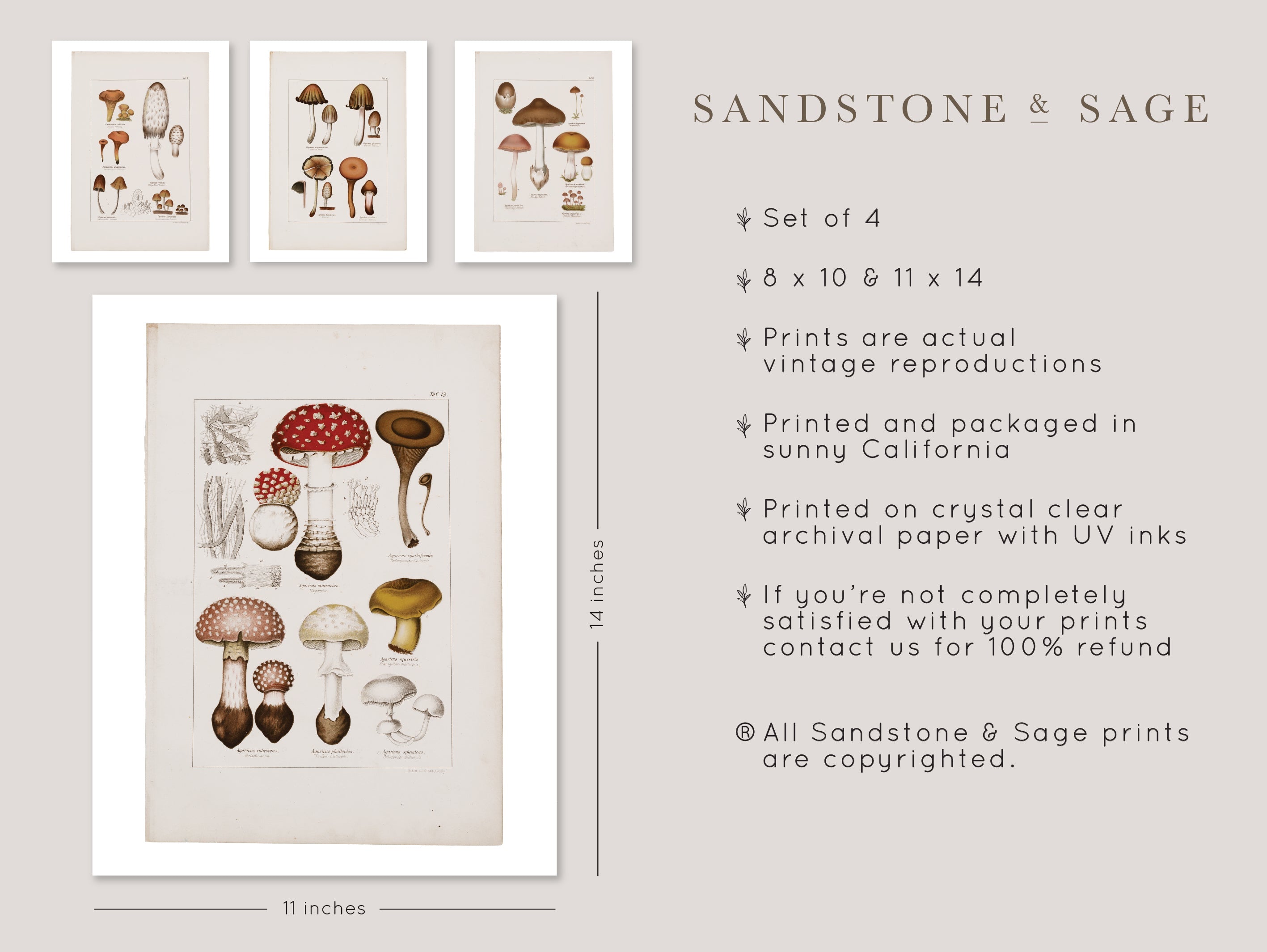 Antique Mushroom Wall Art Prints Set of 4 - Paz Lifestyle 