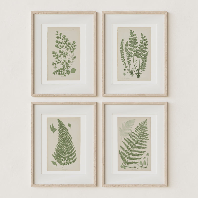 Antique Ferns Set of 4 In French Gray and Green - Paz Lifestyle 