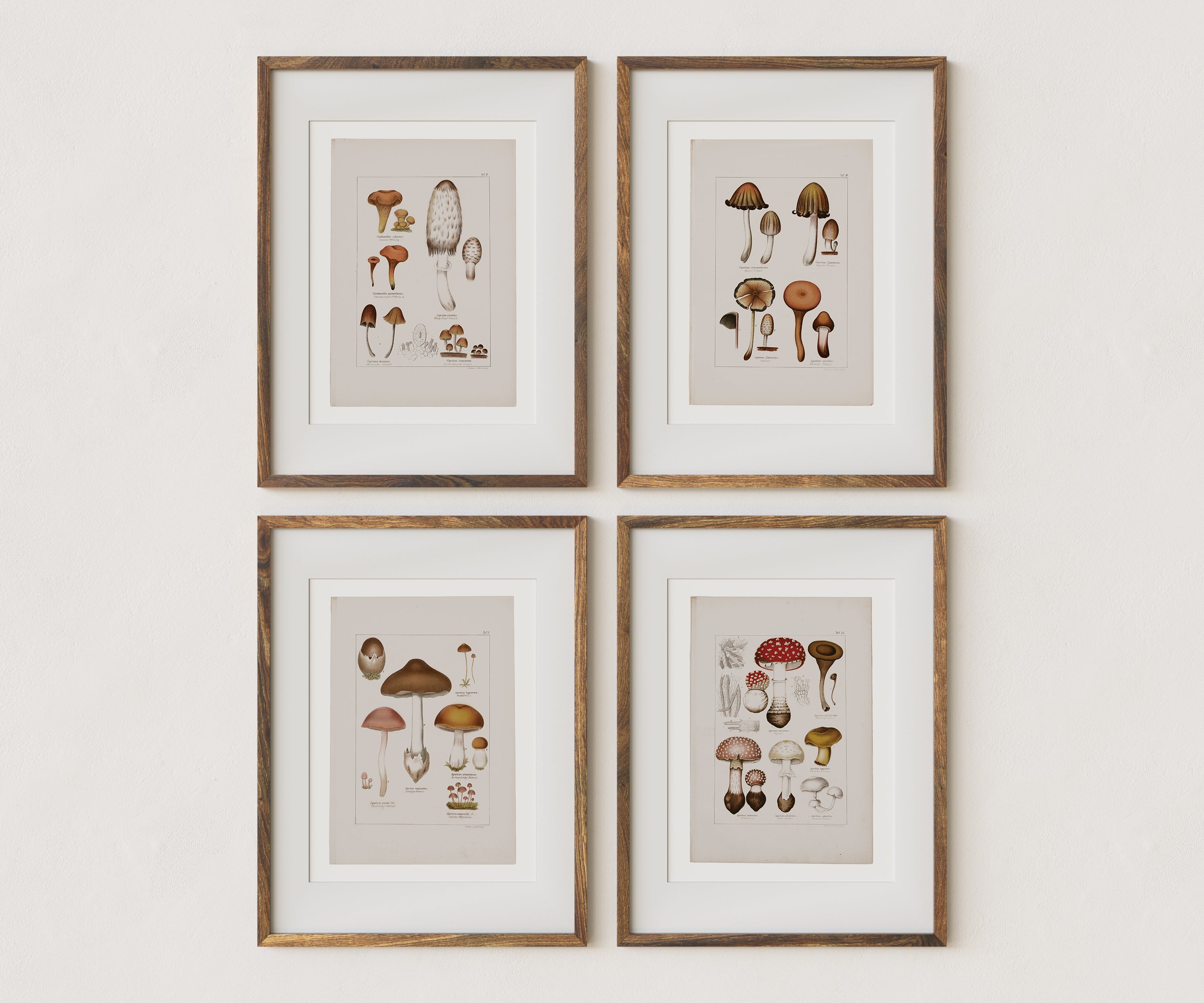 Antique Mushroom Wall Art Prints Set of 4 - Paz Lifestyle 