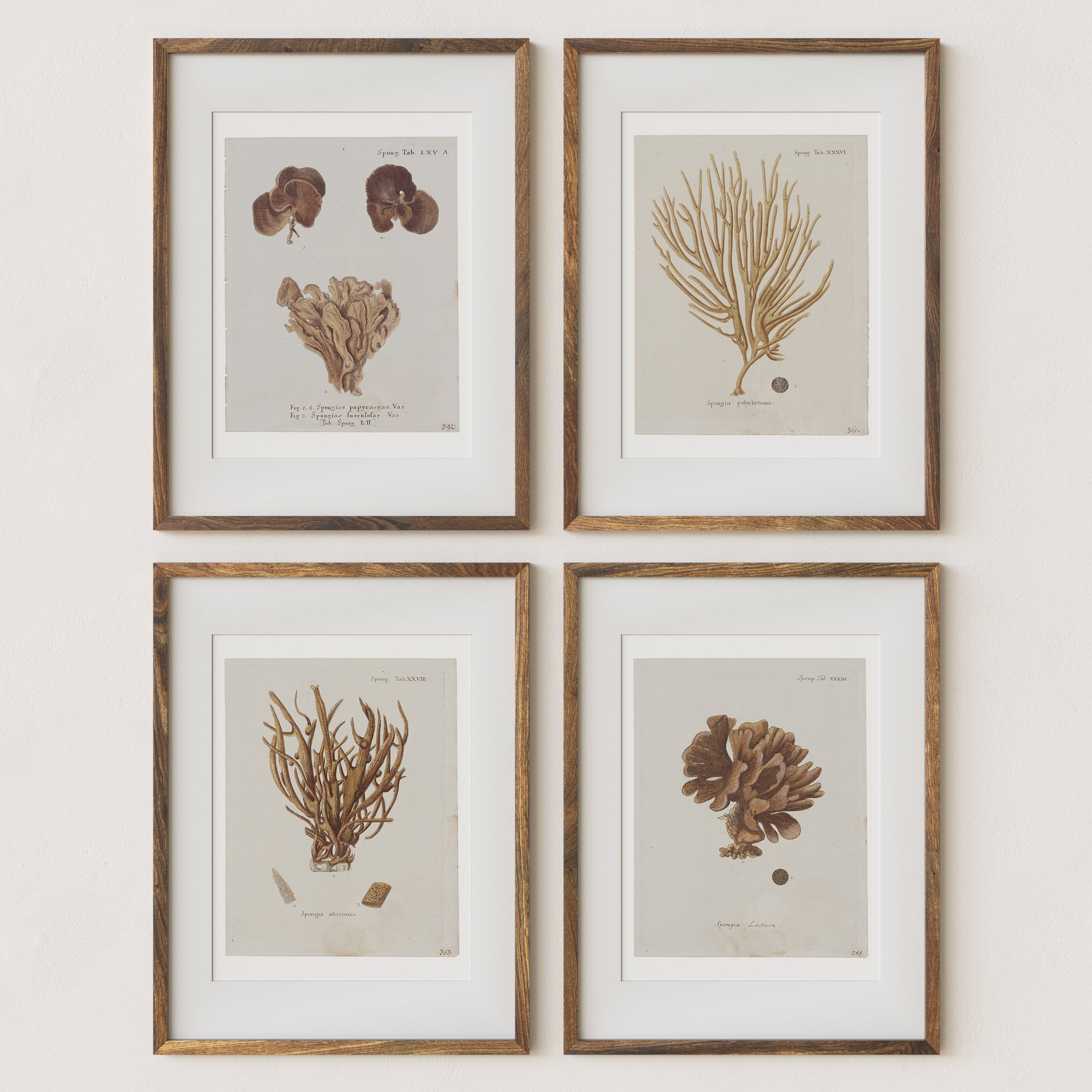 Vintage Coral Wall Art Studies Set of 4 In Antique or Indigo - Paz Lifestyle 