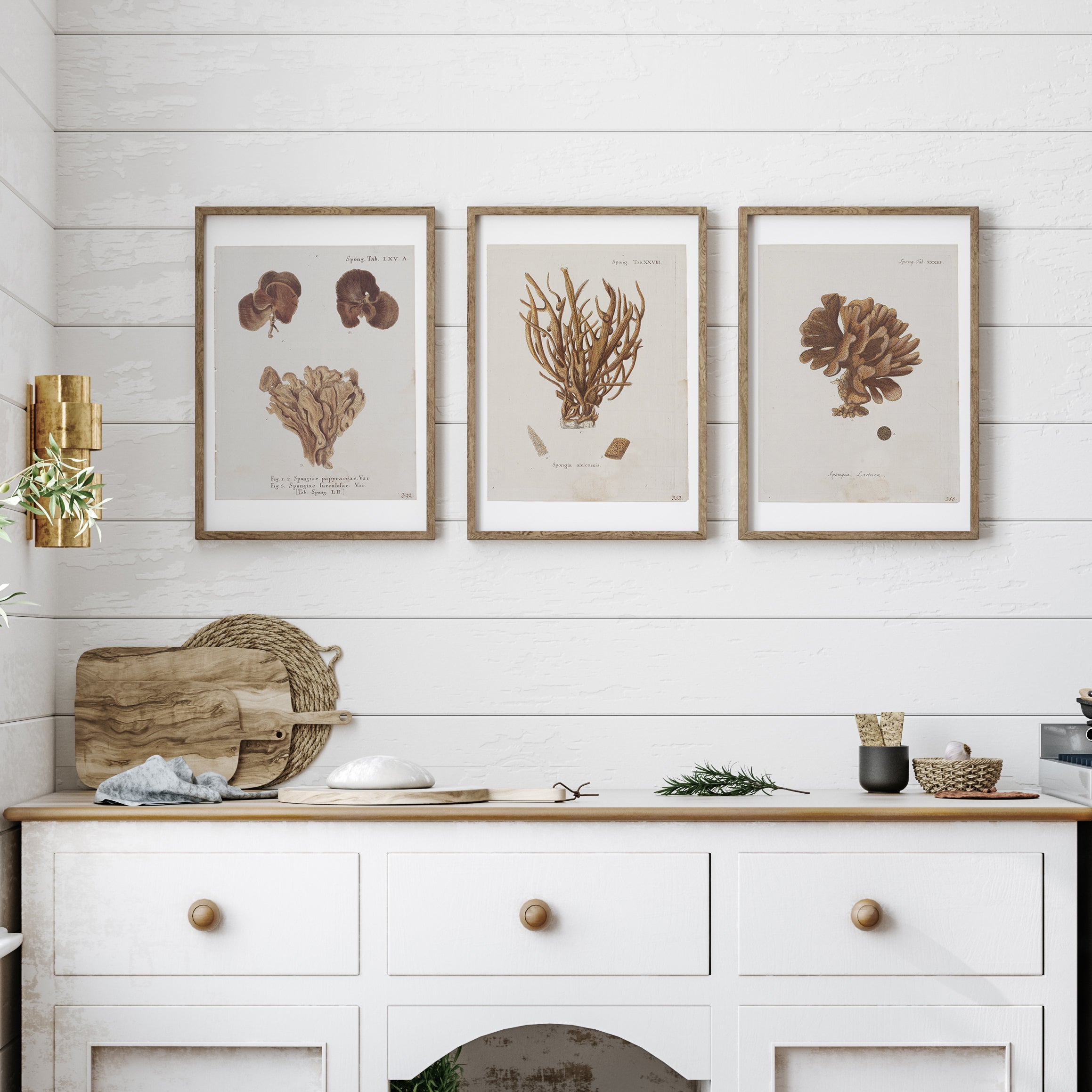 Vintage Coral Wall Art Studies Set of 4 In Antique or Indigo - Paz Lifestyle 