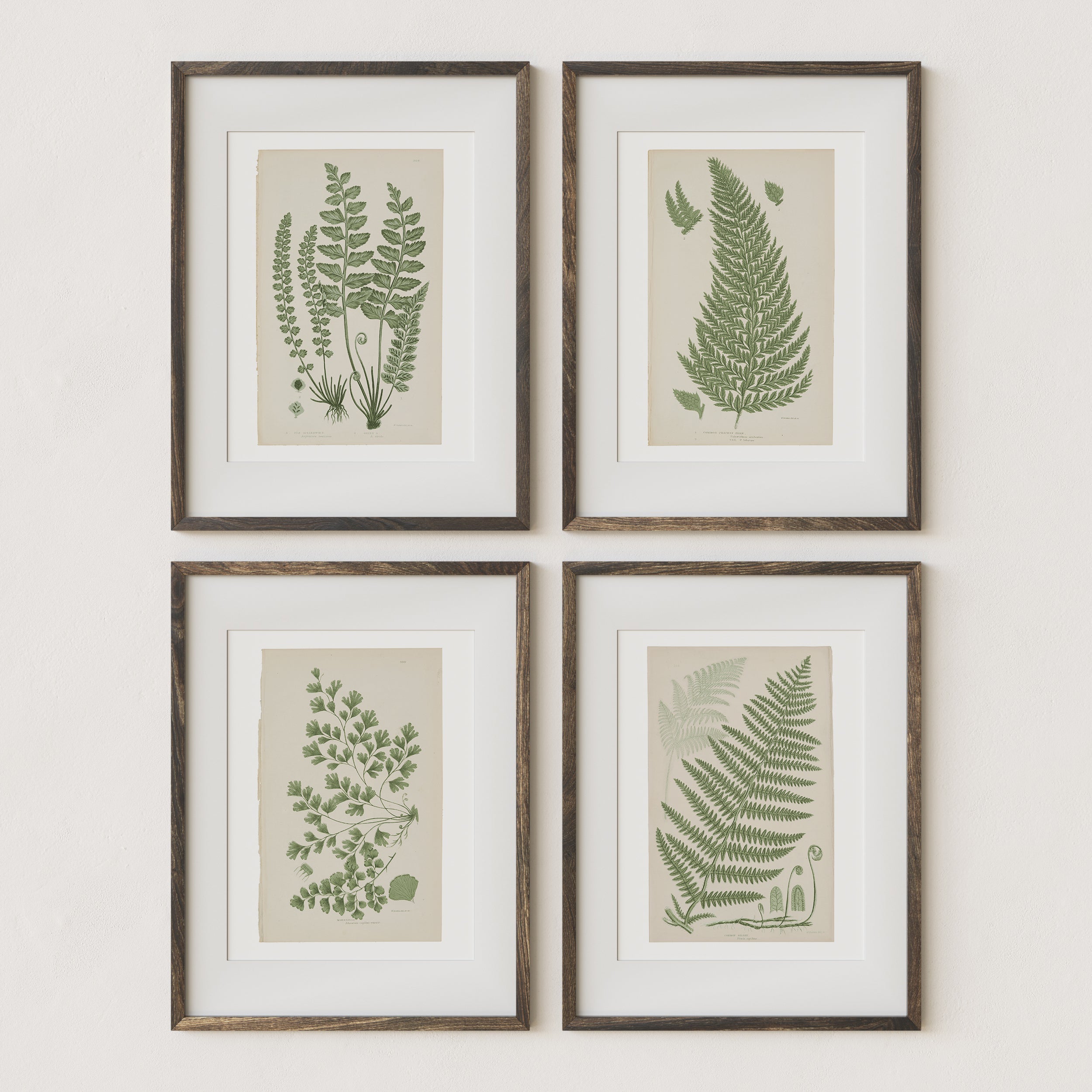 Antique Ferns Set of 4 In French Gray and Green - Paz Lifestyle 
