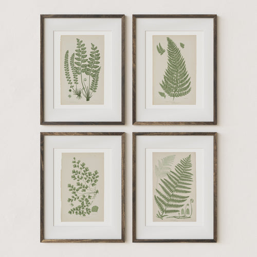 Antique Ferns Set of 4 In French Gray and Green - Paz Lifestyle 