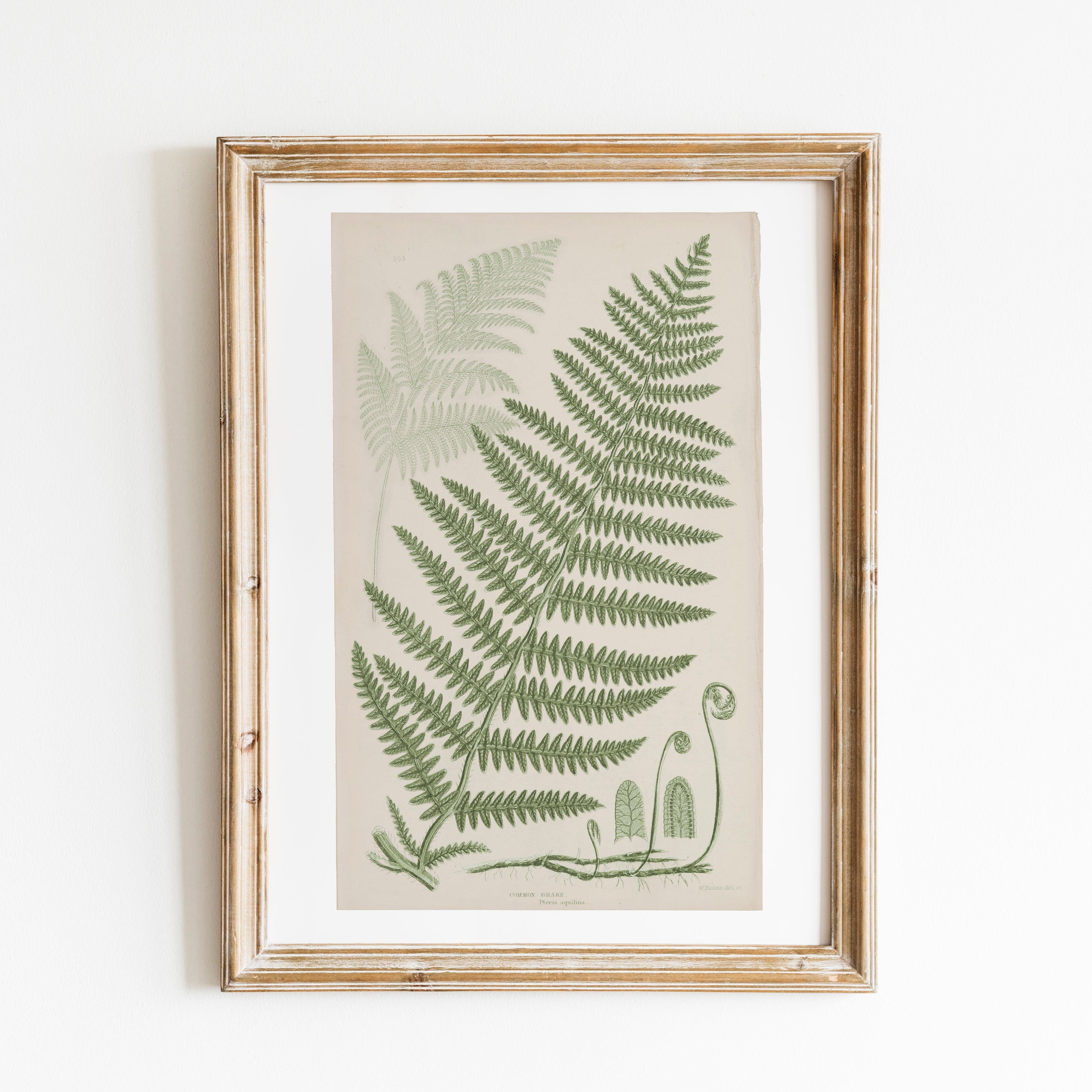 Antique Ferns Set of 4 In French Gray and Green - Paz Lifestyle 