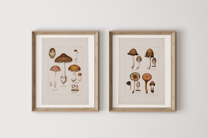 Antique Mushroom Wall Art Prints Set of 4 - Paz Lifestyle 
