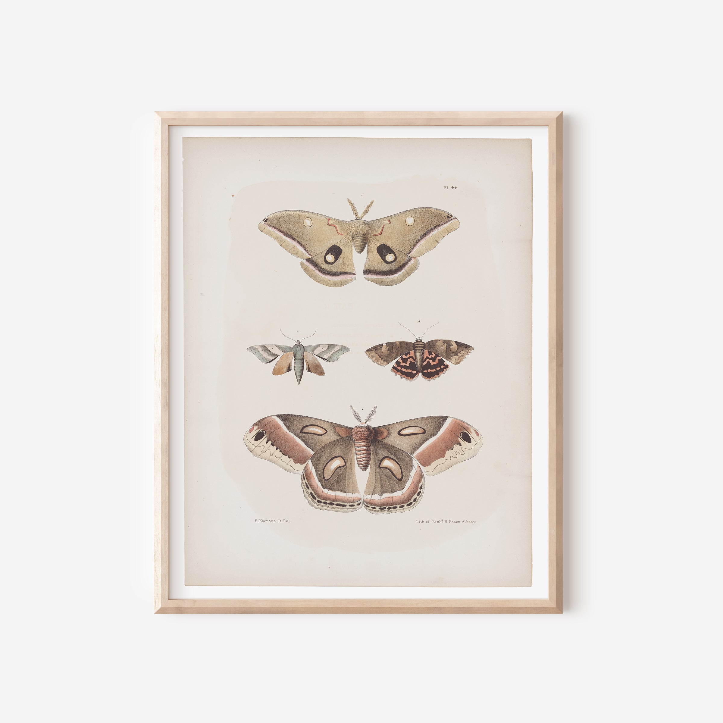 Antique Moth Illustration - Paz Lifestyle 
